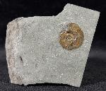 Psiloceras planorbis (SOWERBY 1824) - Bild © FossNet FossilienStore